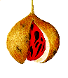 Muskatfrucht